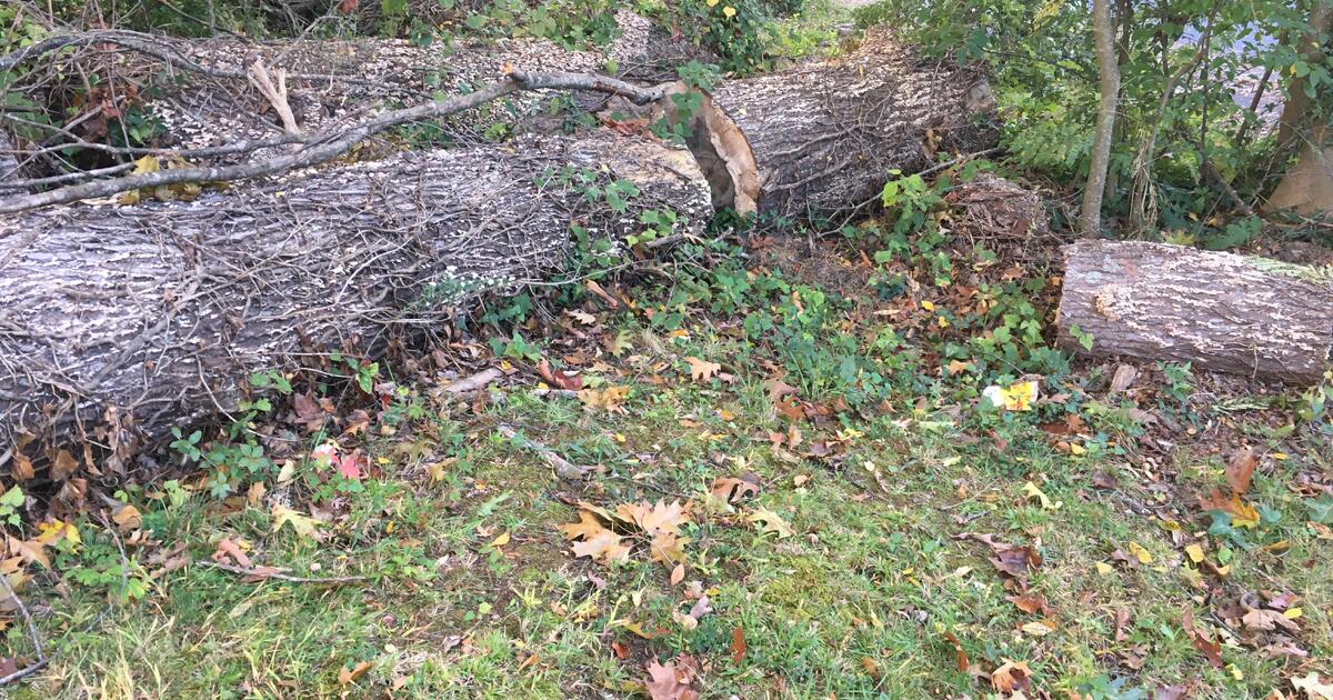Free Firewood for Free in Greensboro, NC Finds — Nextdoor