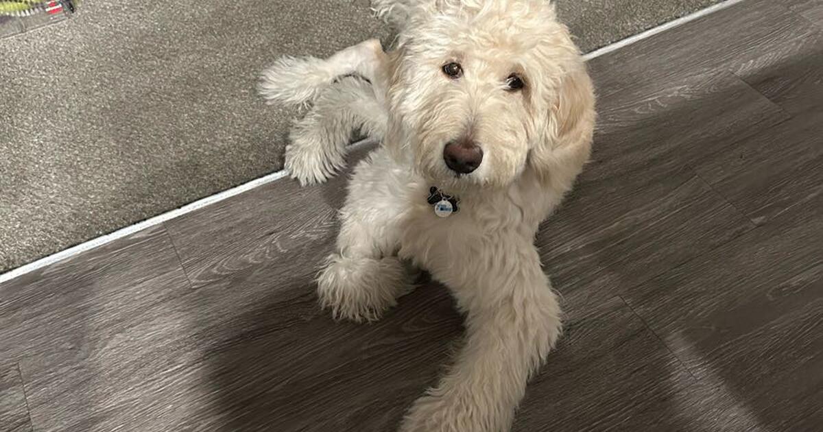 Goldendoodle Puppy in Las Vegas, NV For Sale & Free — Nextdoor