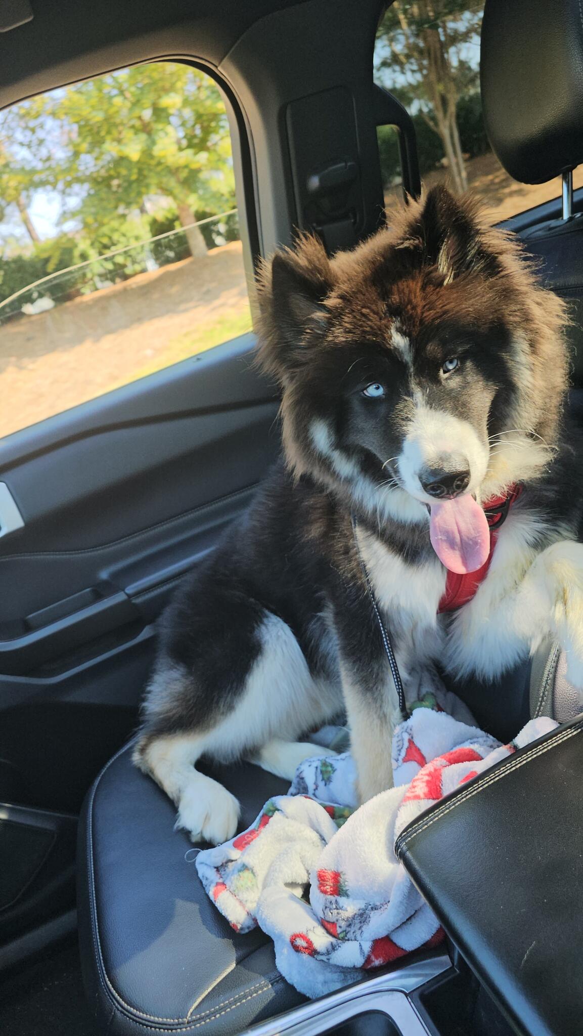 Blue Eyed Siberian Husky