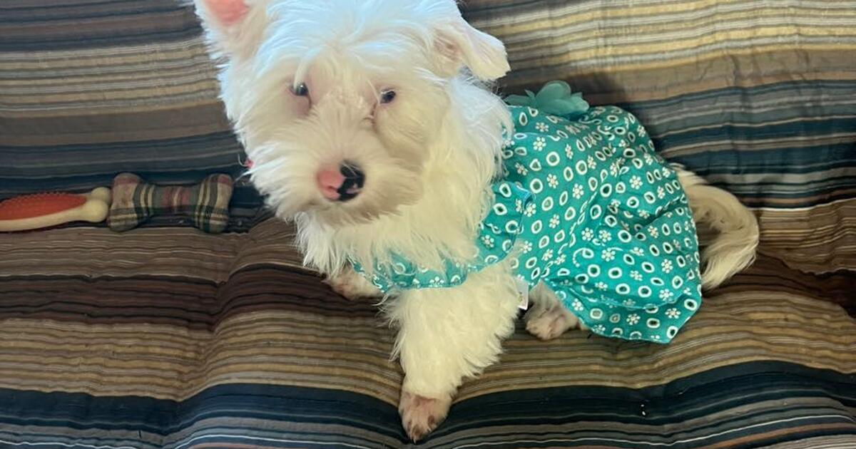 Puppy yorkie for 1500 in north port fl finds nextdoor