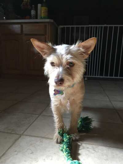 Whisker washers mobile pet sales grooming