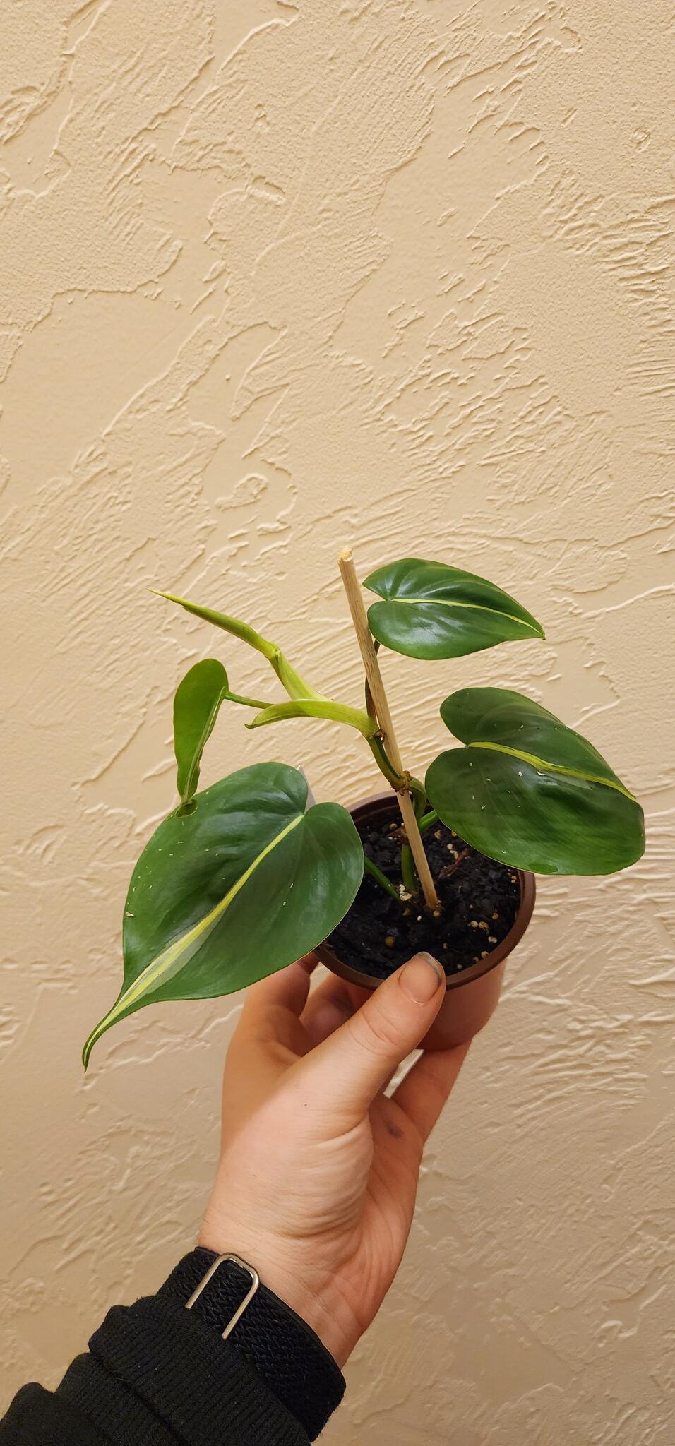 philodendron pink galaxy Buy Philodendron Pink Princess Galaxy ~ Rare Houseplant  AroidHouse