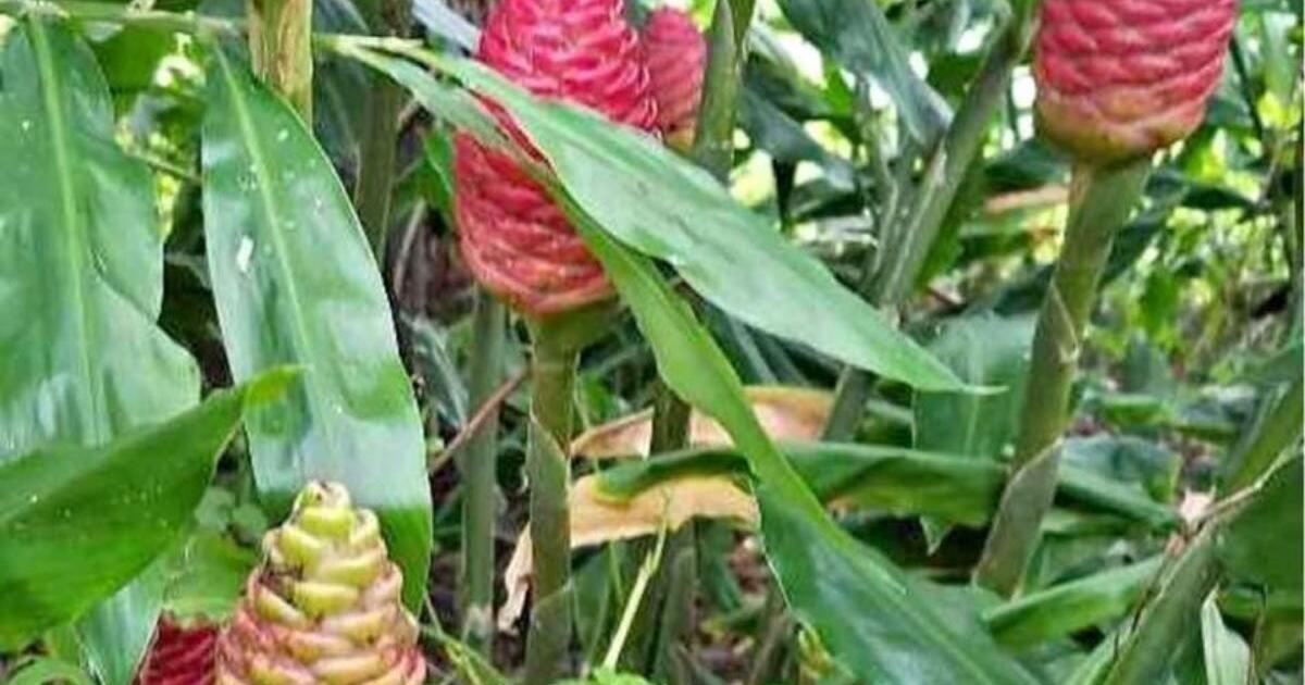 Pine Cone Ginger in Albany, GA For Sale & Free — Nextdoor
