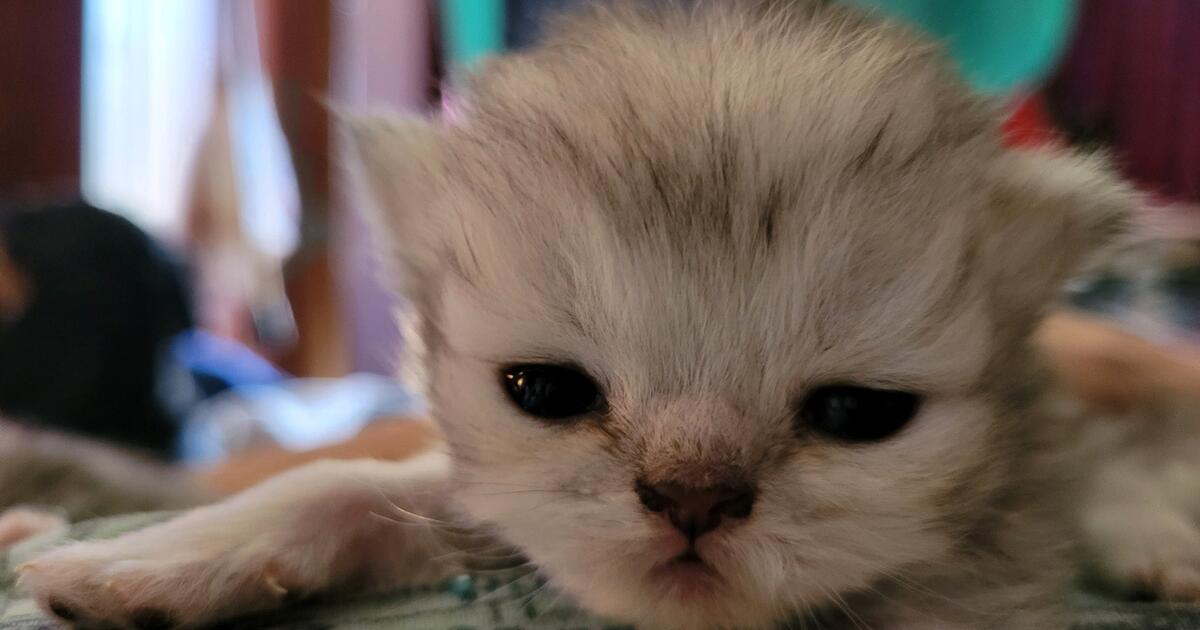 persian-kittens-for-sale-in-michigan-persian-cat-breeders-near-you