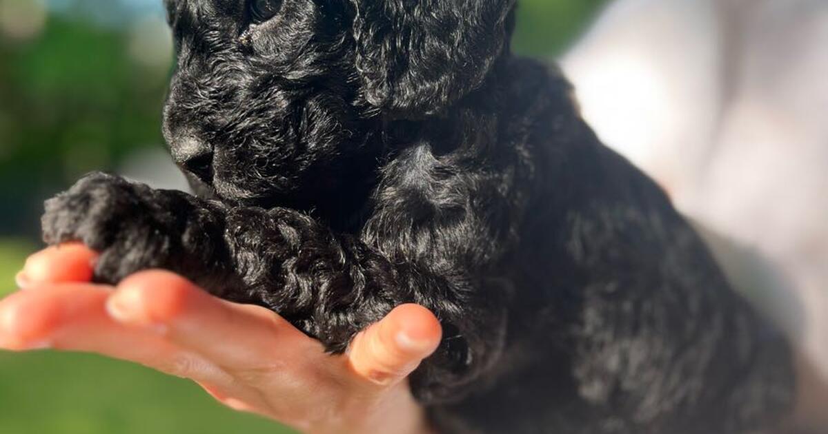 Goldendoodle puppies for 1300 in Waxhaw, NC For Sale & Free — Nextdoor