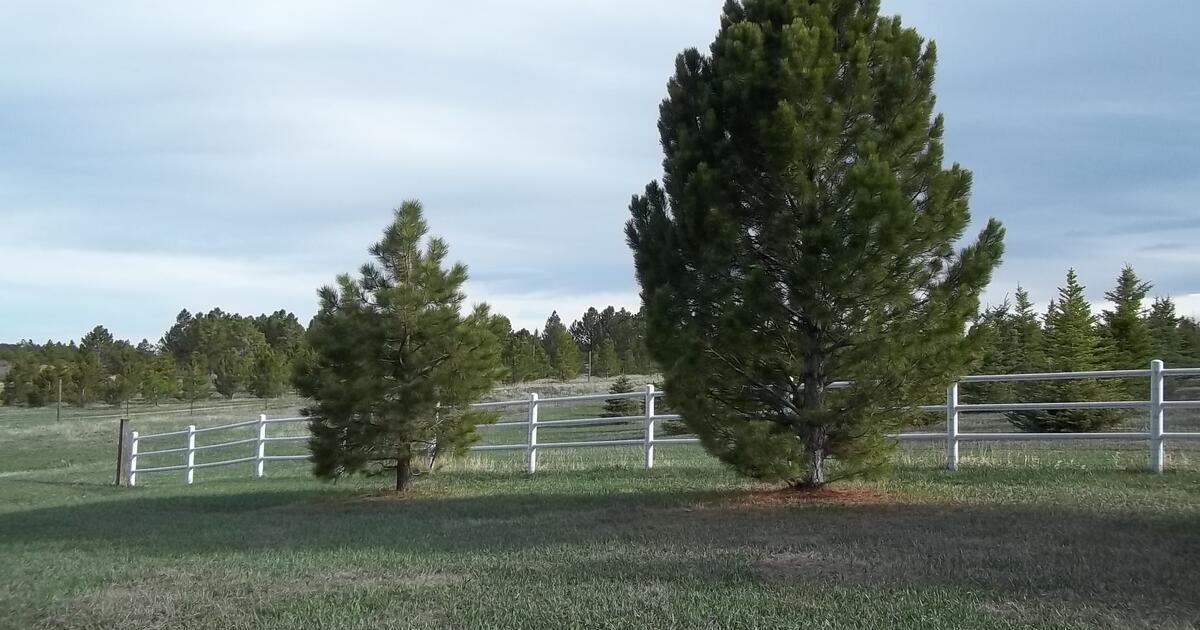 Big Pine Trees Ponderosa's & Austrians for 50 in Franktown, CO For