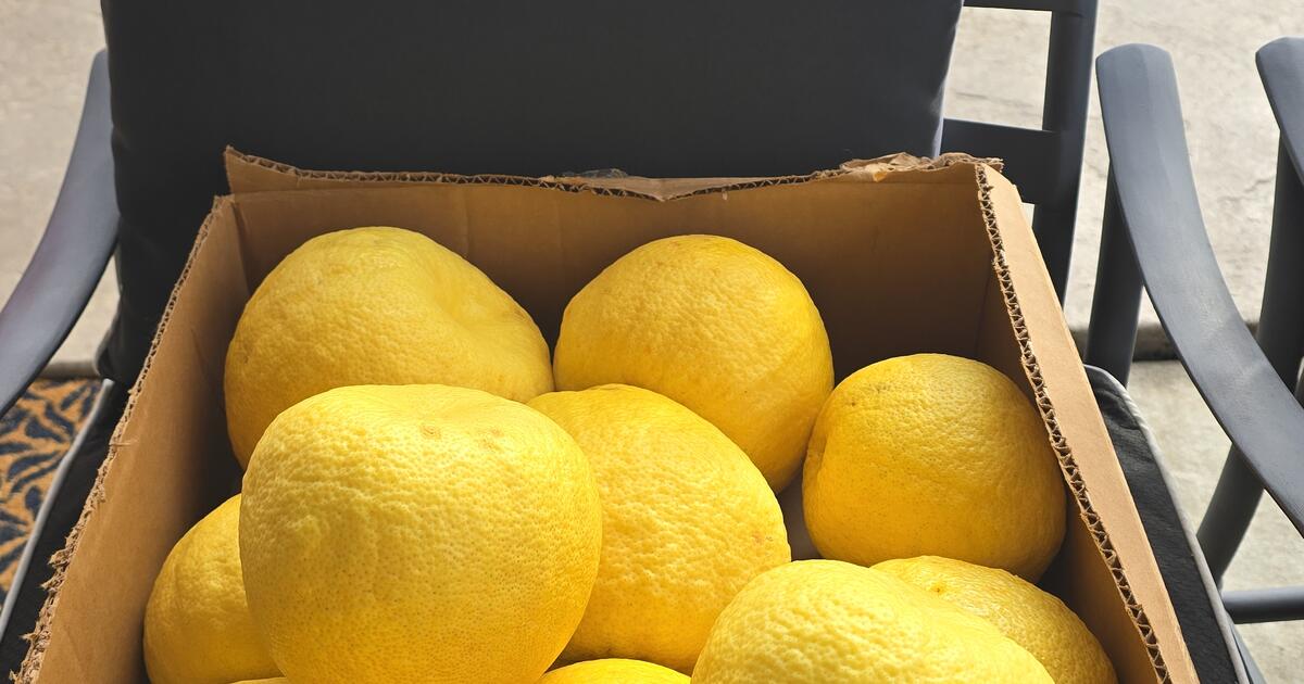 Box of Fresh pomelo for Free in Fairfield, CA | For Sale & Free — Nextdoor