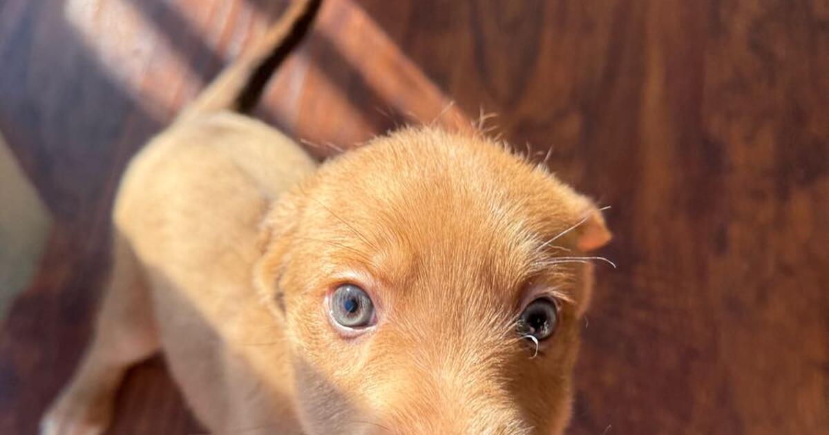 Free Puppies Hagerstown Md