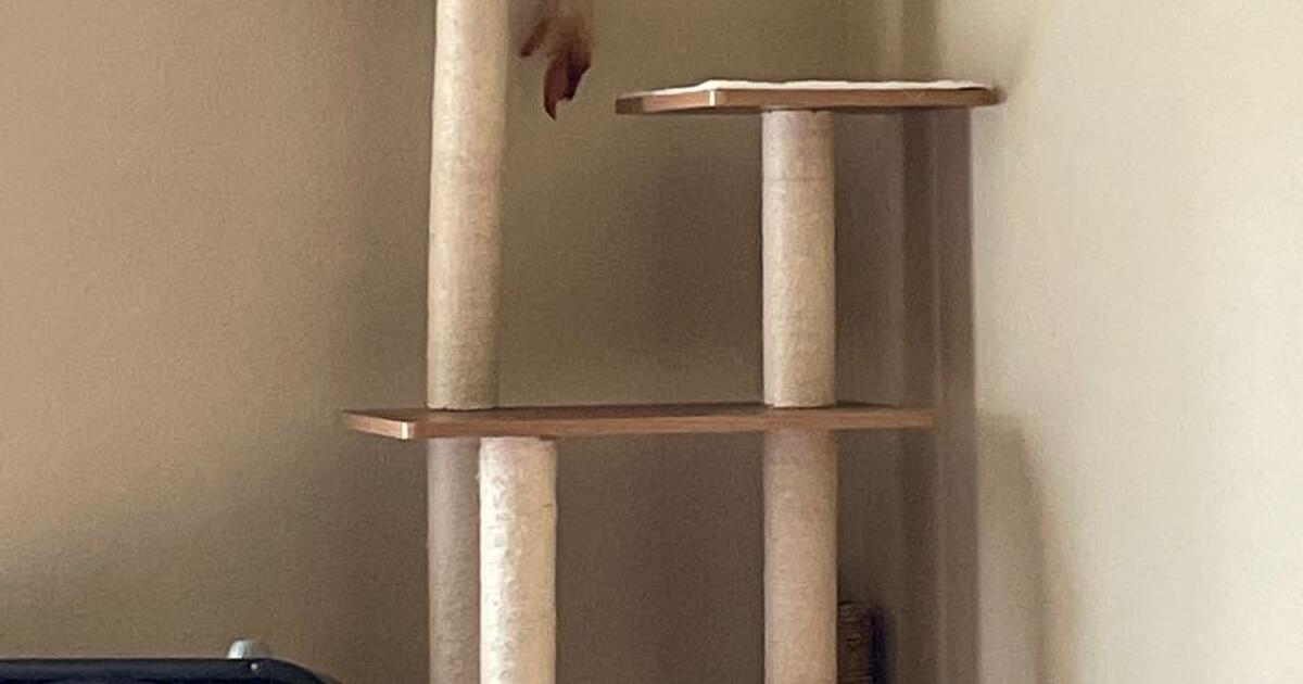 cat tree/post for 35 in Gresham, OR For Sale & Free — Nextdoor