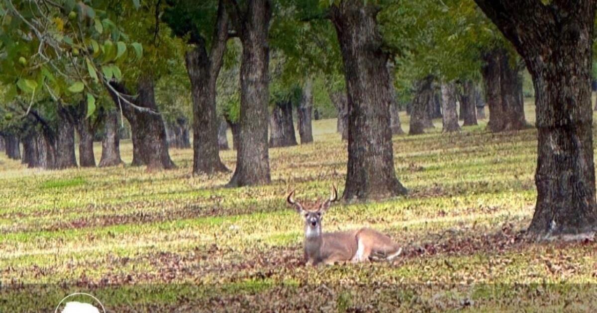 The Ranches at Pecan Plantation for Free in Granbury, TX For Sale