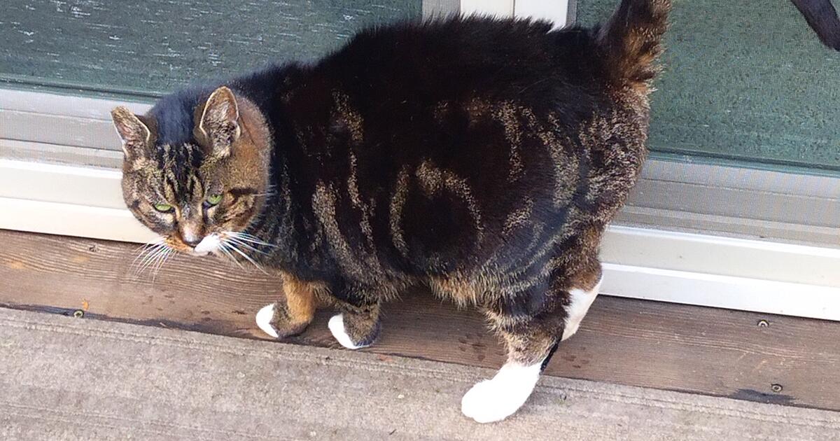 Female kitty, spayed for Free in Springfield, OR For Sale & Free