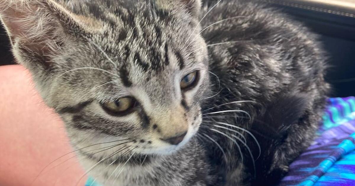 Kitten for Free in Kalamazoo, MI Finds — Nextdoor