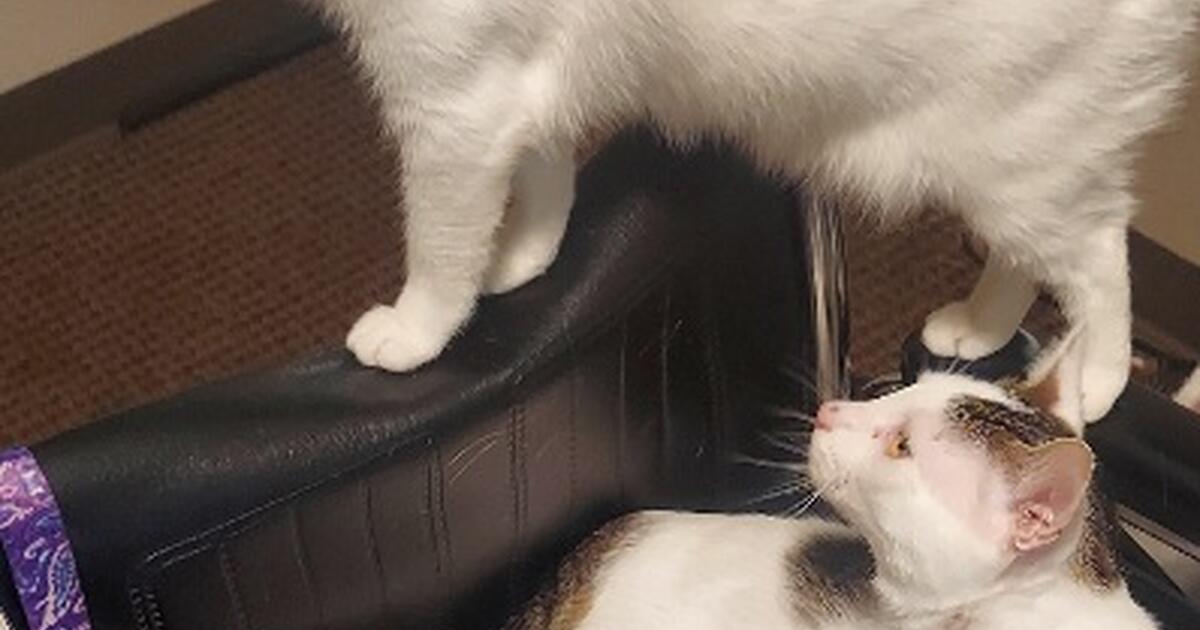 2 Beautiful Loving Cats for Free in Yakima, WA Finds — Nextdoor