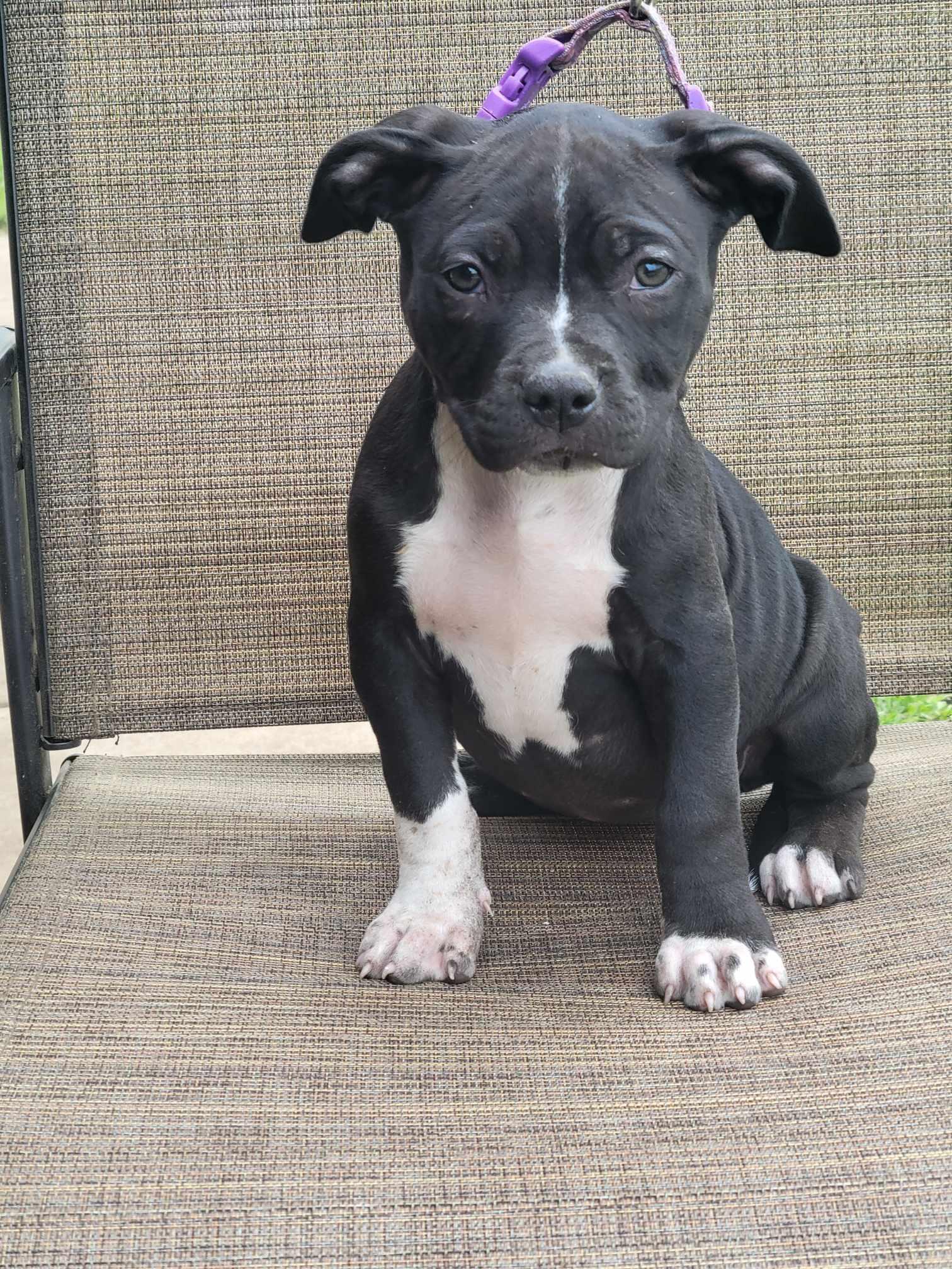 Shreveport Craigslist Puppies 85 - 4fnmss6