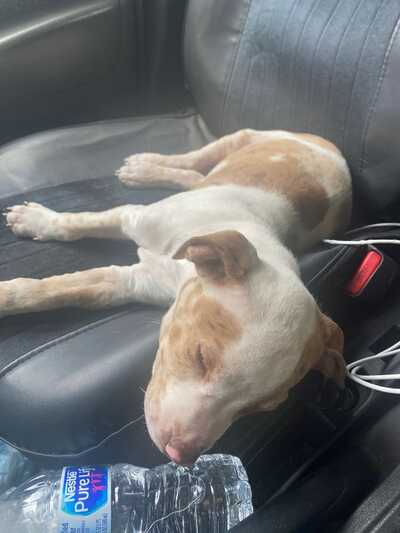 Pet supplies plus mockingbird deals