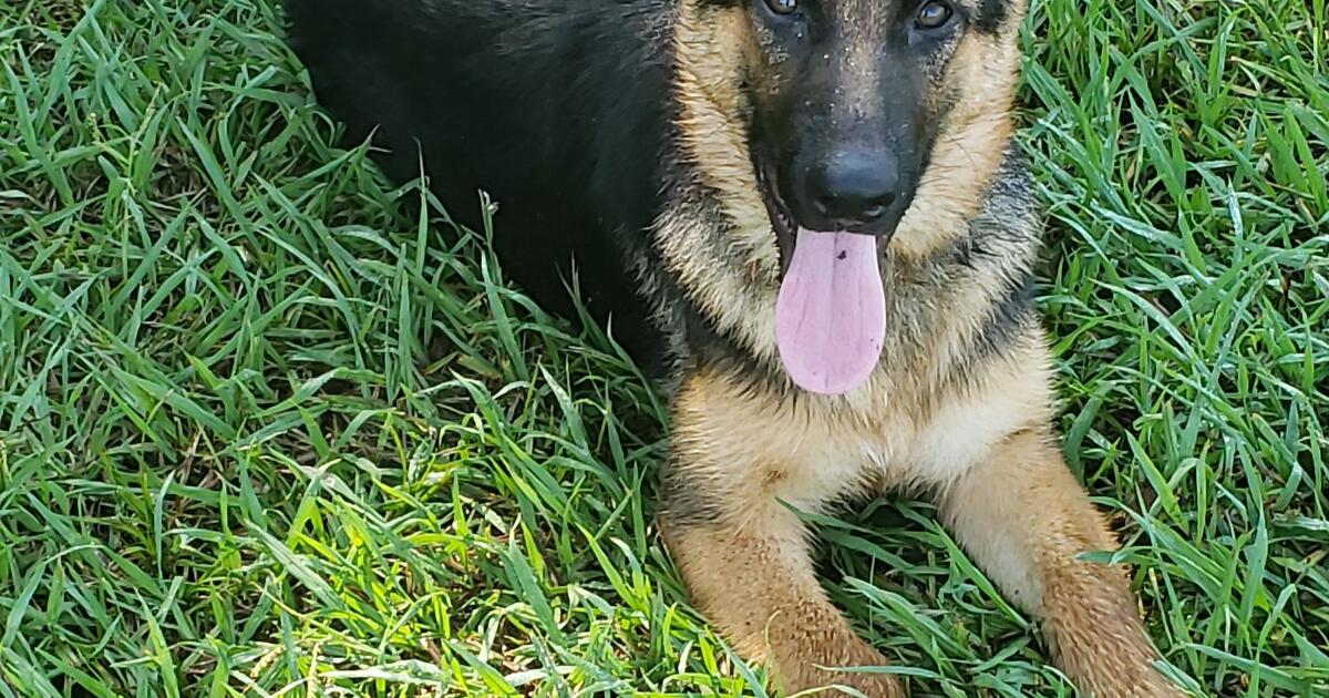 Need To Rehome 2 Female GS Puppies in Snellville, GA For Sale & Free — Nextdoor