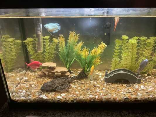 Neptune's clearance tropical fish