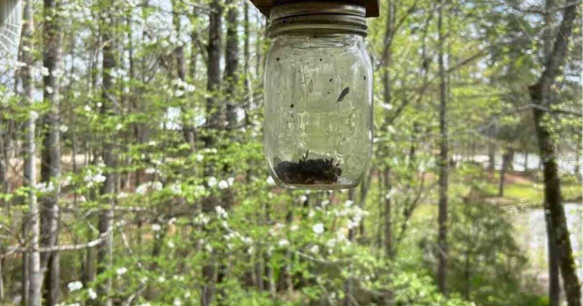 carpenter-bee-traps-in-atlanta-ga-finds-nextdoor