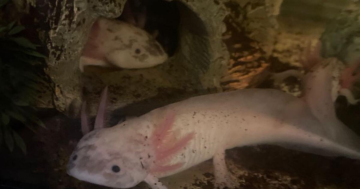 axolotls-for-30-in-omaha-ne-finds-nextdoor