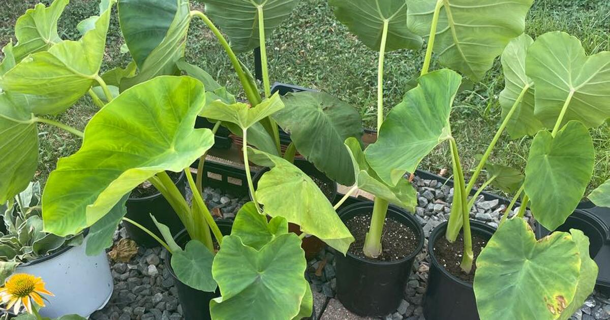 potted-elephant-ear-plants-for-free-in-portsmouth-nh-for-sale-free