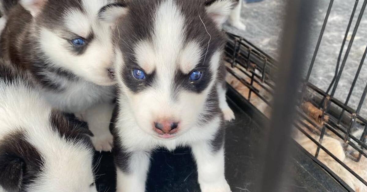 Rehoming huskies 8weeks old for 100 in Horizon City, TX For Sale