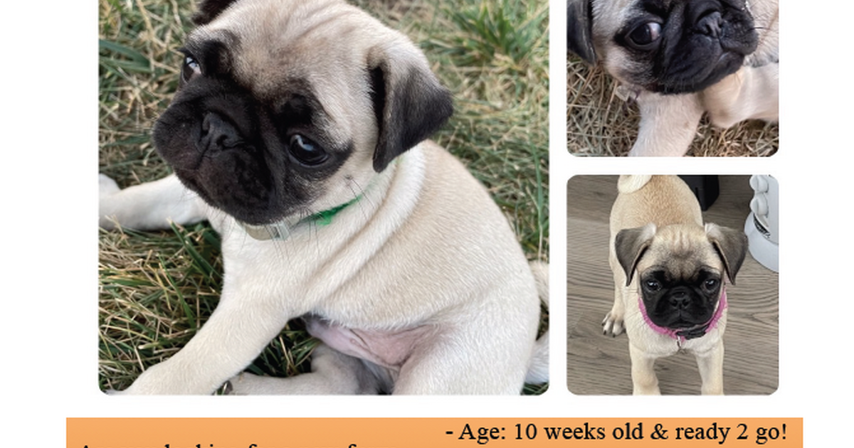 Pugs to Love for 1750 in New Market, MD For Sale & Free — Nextdoor