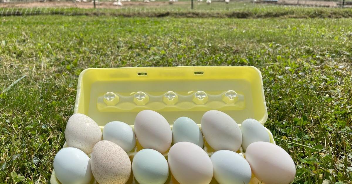 Organic duck Eggs for $5 in Great Falls, VA | For Sale & Free — Nextdoor