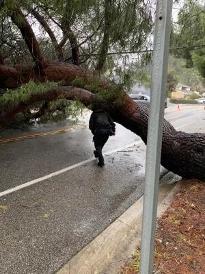 E Chevy Chase Canyon is blocked due to a large fallen tree. (City of ...