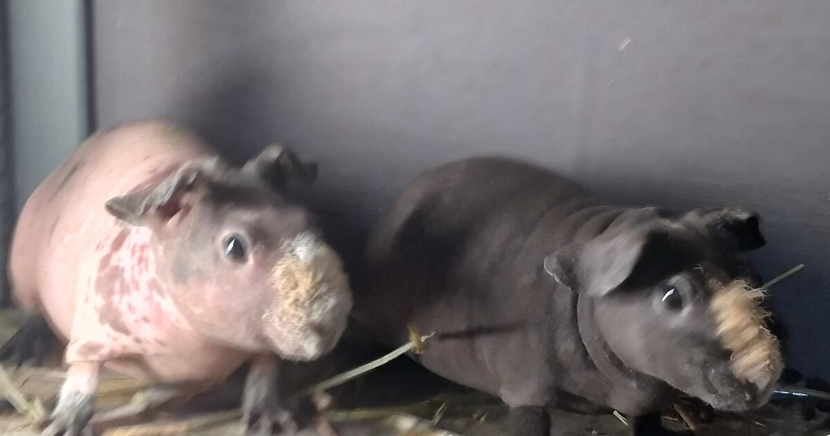 Skinny Pigs Hairless Guinea Pigs House Hippos for 150 in Maxwell, TX