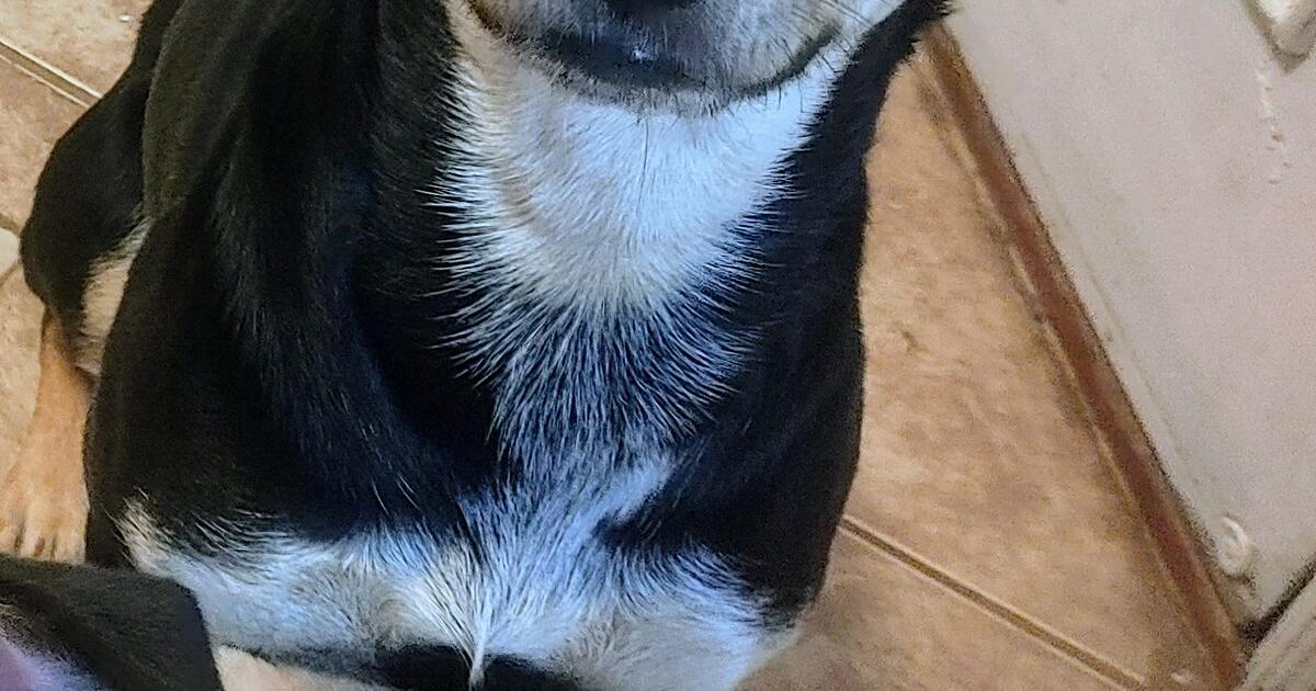 Free dogs to good home for free in sacramento ca for sale free