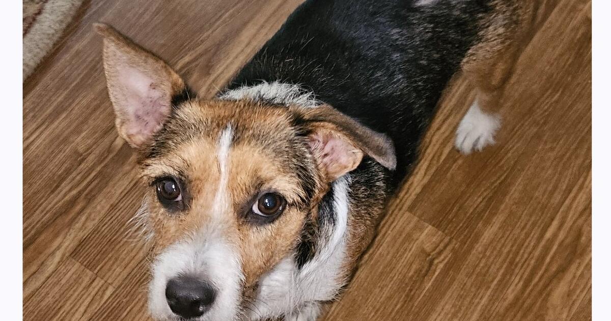 Female Dog Fixed Ladybug for Free in Willis, TX For Sale & Free — Nextdoor