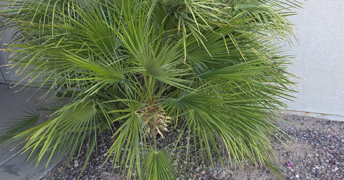 FREE Outdoor Palm Plant For Free In Mesa AZ For Sale Free Nextdoor free-outdoor-palm-plant-for-free-in-mesa-az-for-sale-free-nextdoor