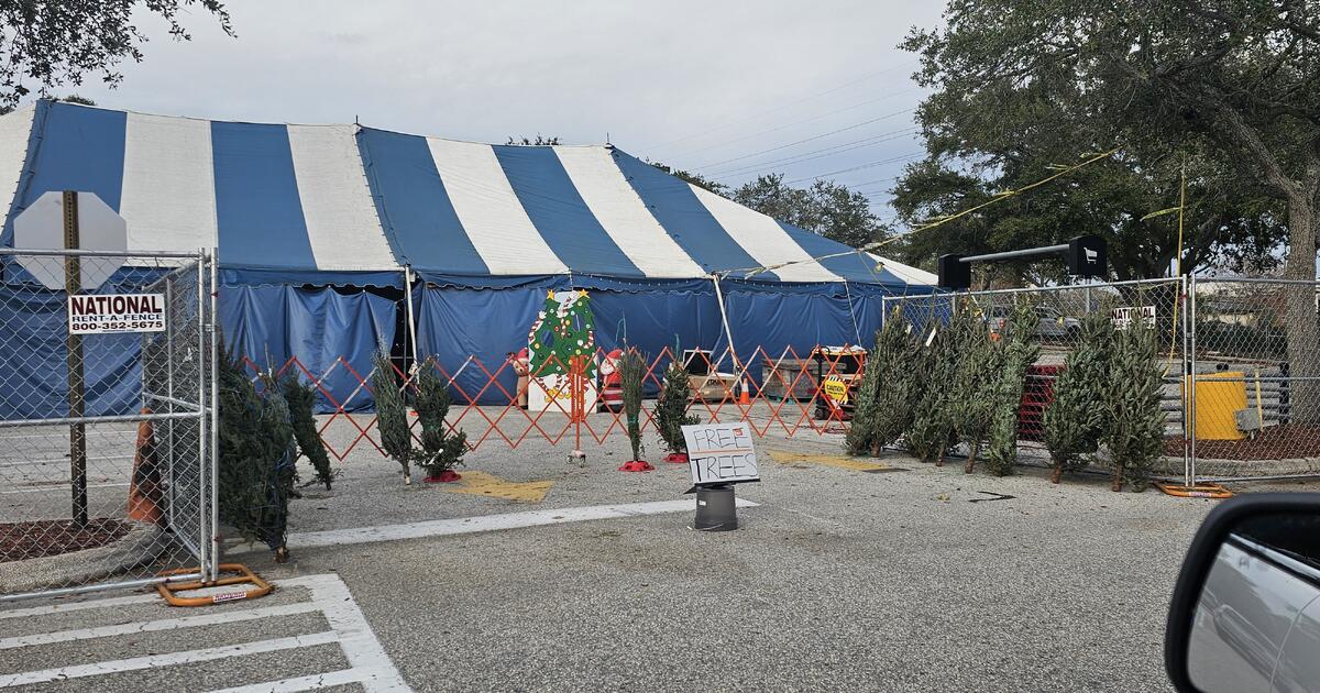 free Christmas trees at Home Depot on Gulf to Bay for Free in Clearwater, FL For Sale & Free