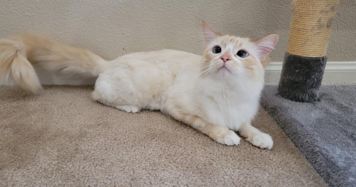 for sale for 120 in Sun City, CA Finds — Nextdoor