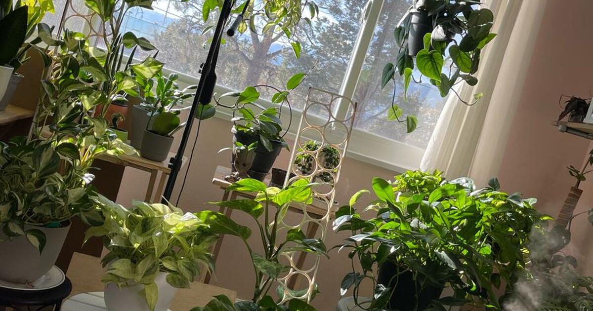Houseplants group for 865 in Colorado Springs, CO Finds — Nextdoor