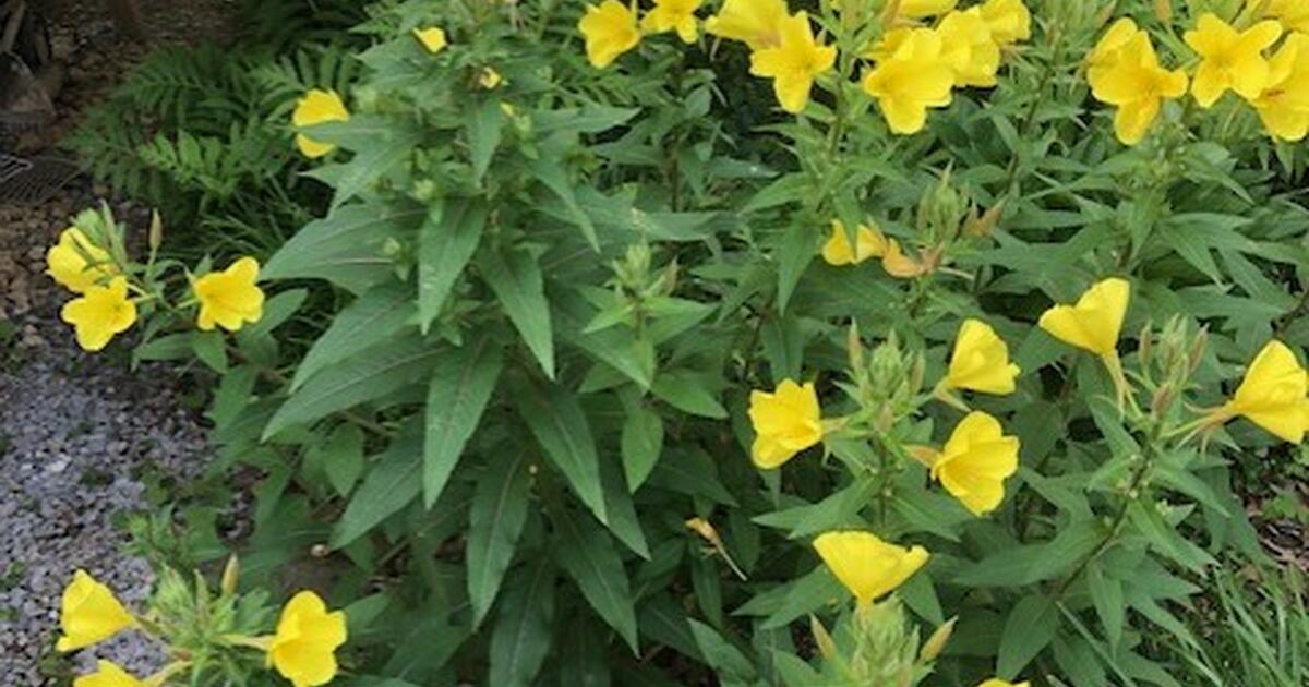 Evening Primrose plants for Free in Louisville, KY Finds — Nextdoor