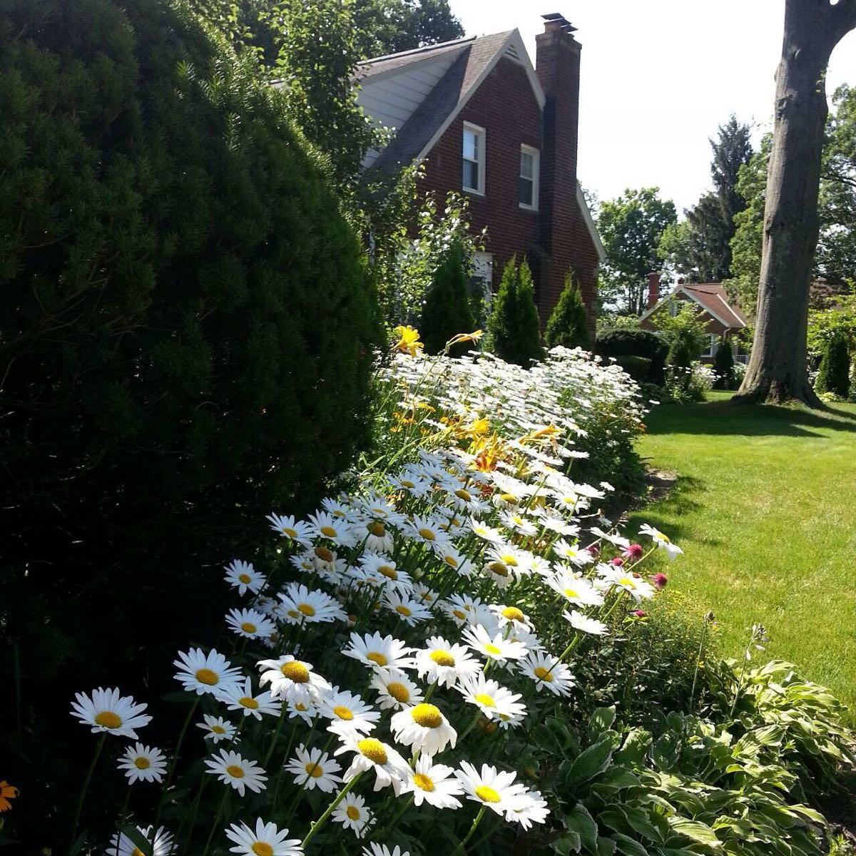 The Beautiful Perennial Shasta Daisy for Sale! for 4 in Dublin, OH