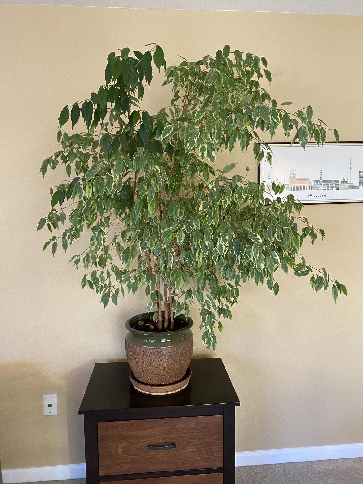 House plants. Free to a good home! for Free in Folsom, CA For Sale & Free — Nextdoor