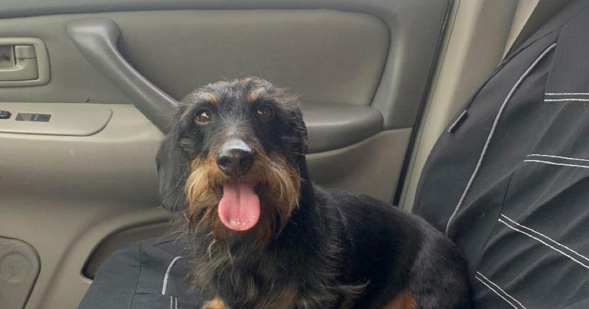 Long hair wired hair dachshund wiener dog for Free in Fort Wayne, IN