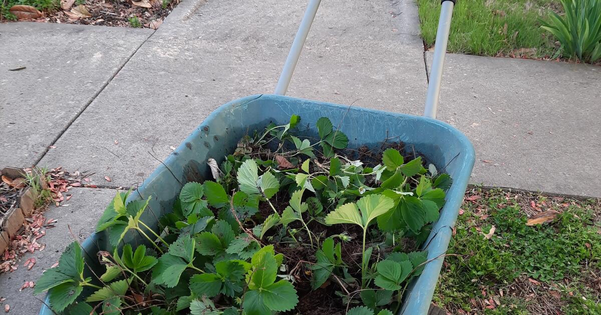 free strawberries for Free in Fayetteville, AR Finds — Nextdoor