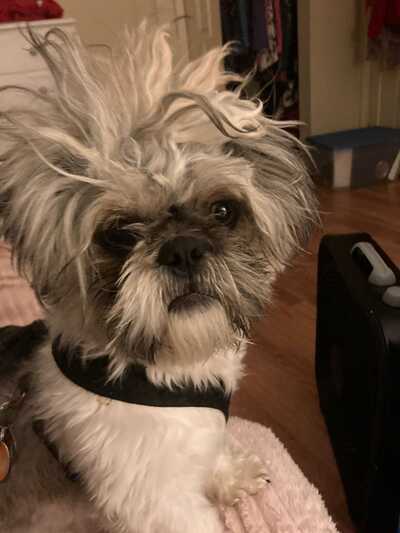 Showcase grooming online