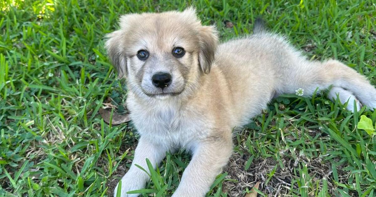 Puppy Great Pyrenees / Shepherd Mix for 40 in Baton Rouge, LA For