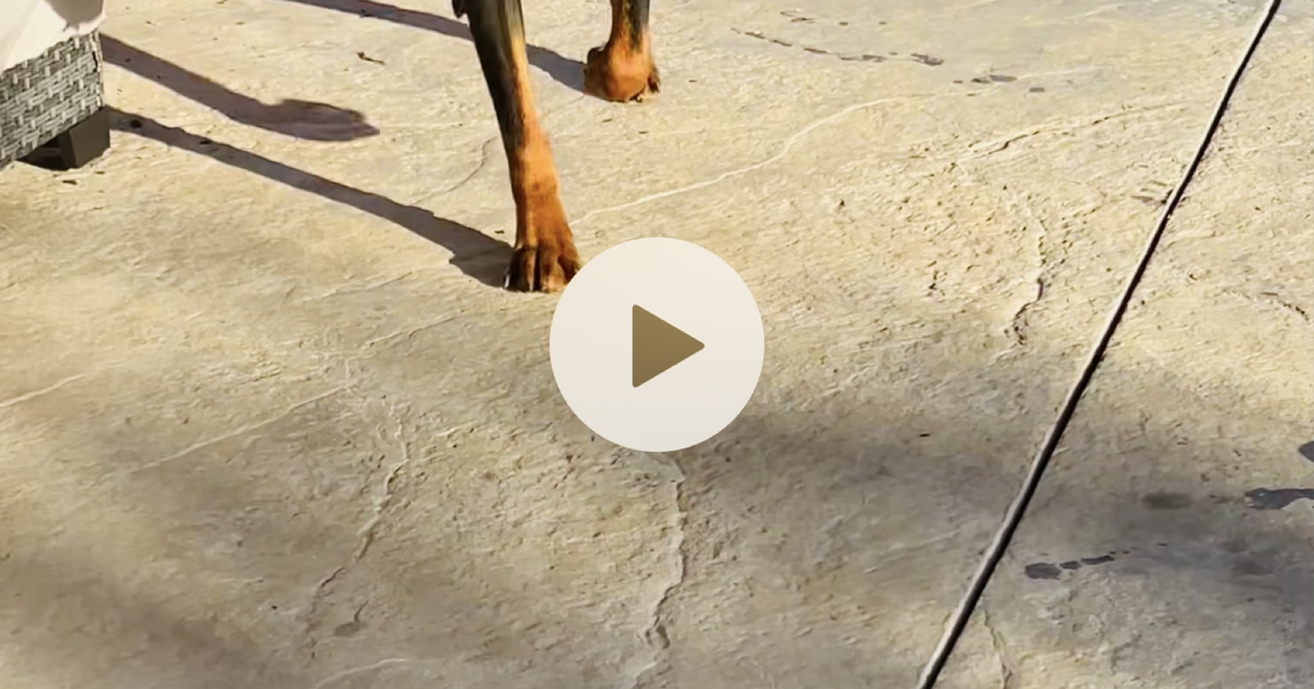 Baby Rottweilers For Free Free Rottweiler for Free in Arlington, TX | For Sale & Free โ Nextdoor
