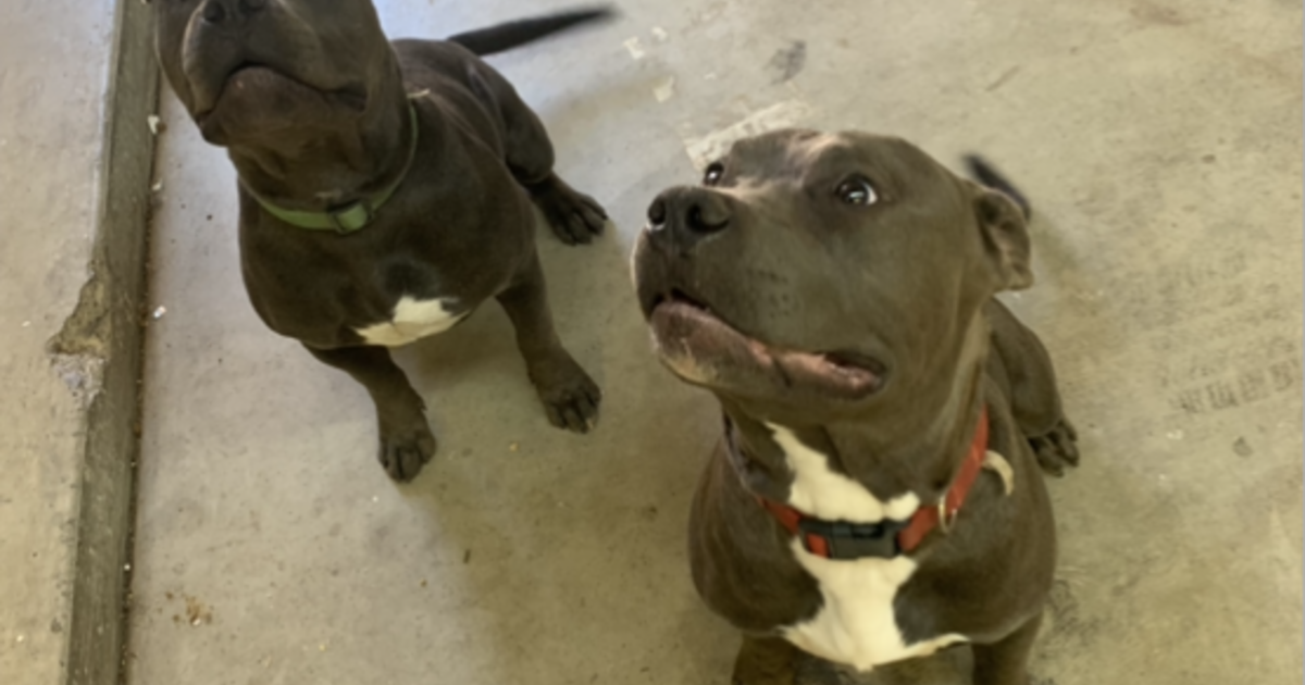 Pit Bull Brothers for Free in Bakersfield, CA | Finds — Nextdoor