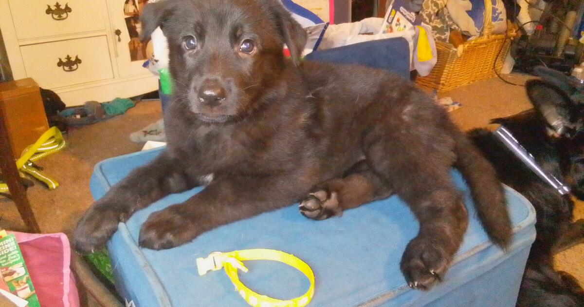 German Shepherd Puppies for 1 in Sheboygan, WI Finds — Nextdoor