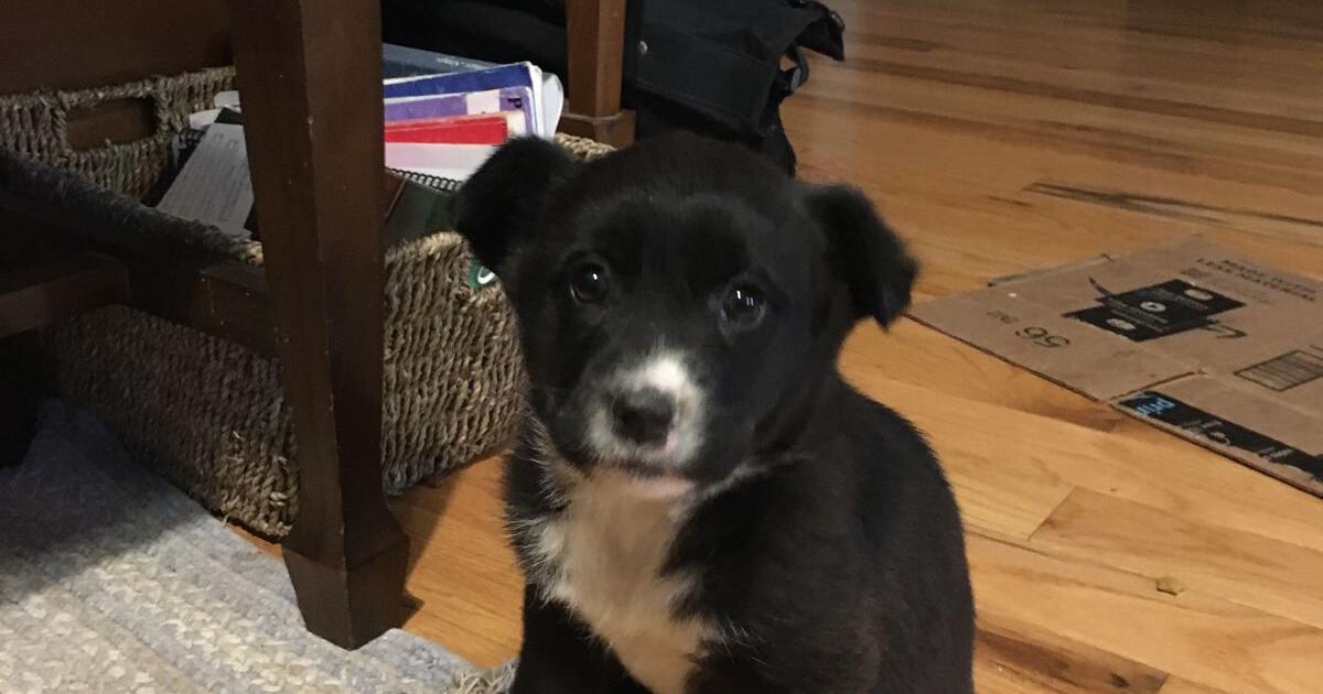 Pups (mutts) looking for a good home for Free in Warrenton, MO Finds