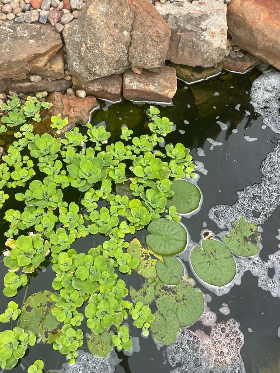 Magnolia Trace, Mustang News, Crime, Lost Pets, Free Stuff