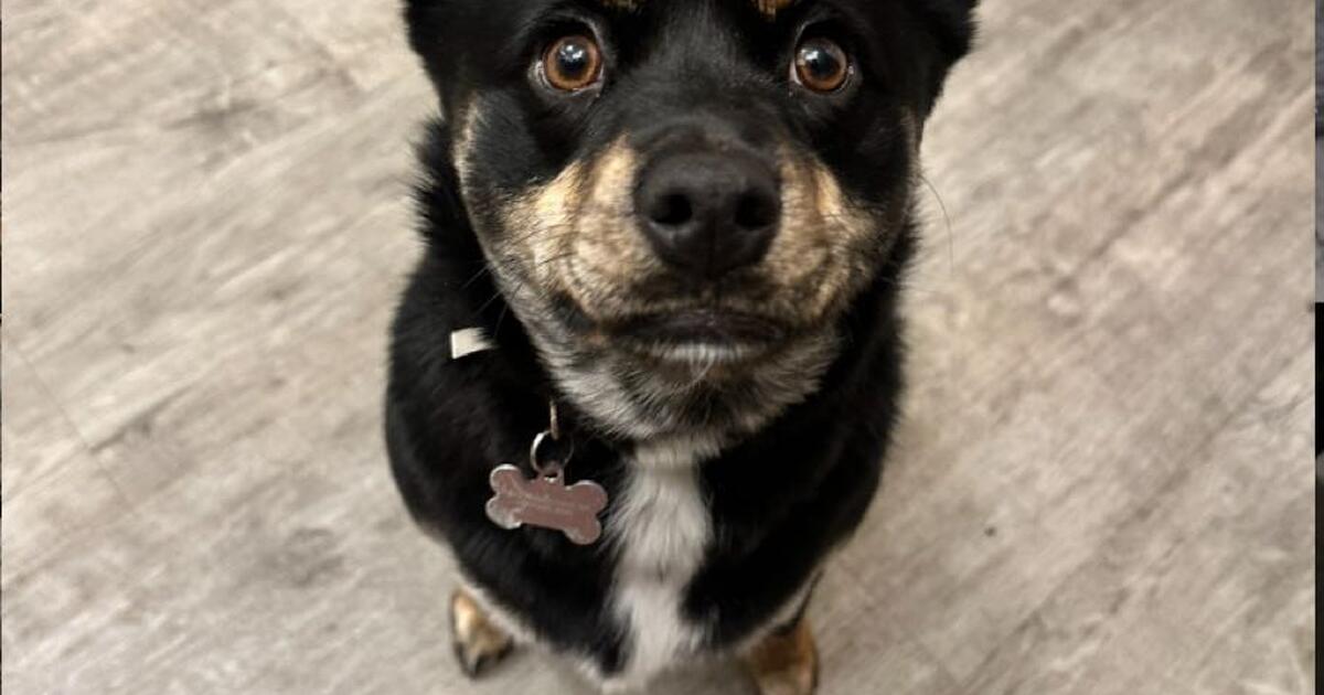 PUPPY REHOMING for 300 in Anchorage, AK For Sale & Free — Nextdoor