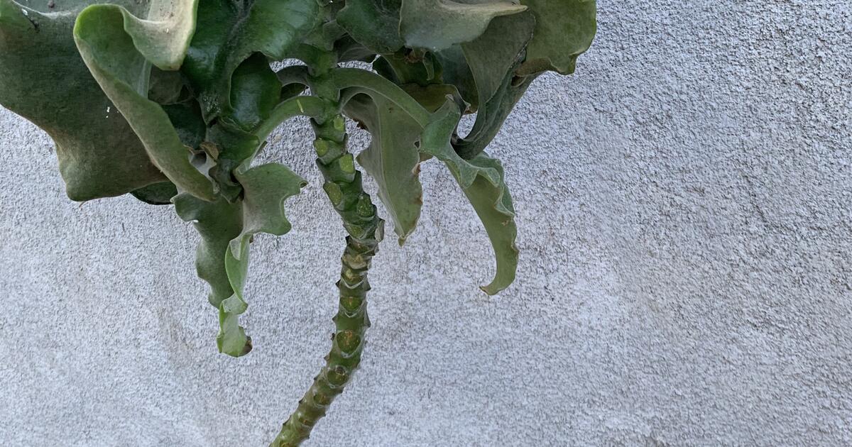 Felt Bush Plant for 10 in Quail Valley, CA For Sale & Free — Nextdoor