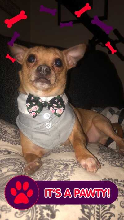 Old canal online animal hospital